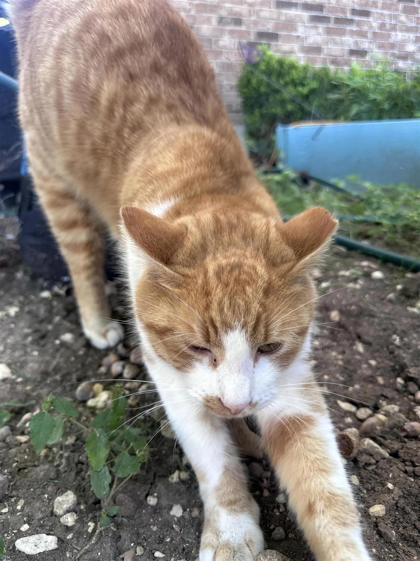 Ginger 在花圃裡伸懶腰,瞇著眼看鏡頭